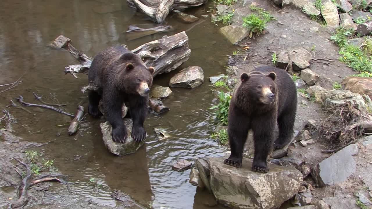 Two big black bears standing by the riverbank in a rainy day, in Alaska