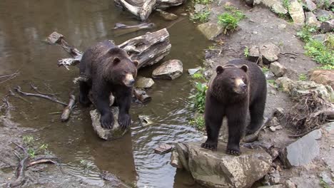 dos grandes osos negros parados junto a la orilla del río en un día lluvioso, en alaska