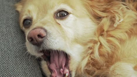 Close-up-shot-on-dog's-face