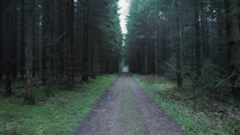 walking down a dark and depressing pathway in a forest in denmark - dolly in shot