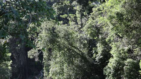 Lush green trees swaying slightly in the wind