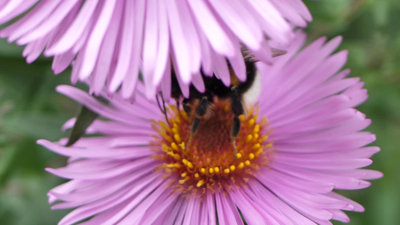 Many purple asters Symphyotrichum or New England aster swaying in low winds and bumblebee on it