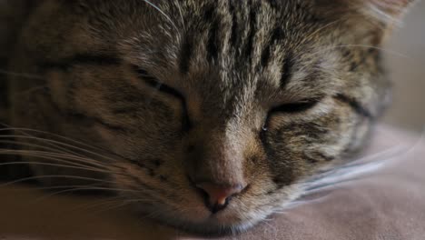 el gatito está durmiendo en el sofá - de cerca