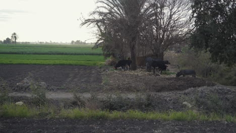 Animales-En-Una-Granja-En-Las-Zonas-Rurales-De-Egipto