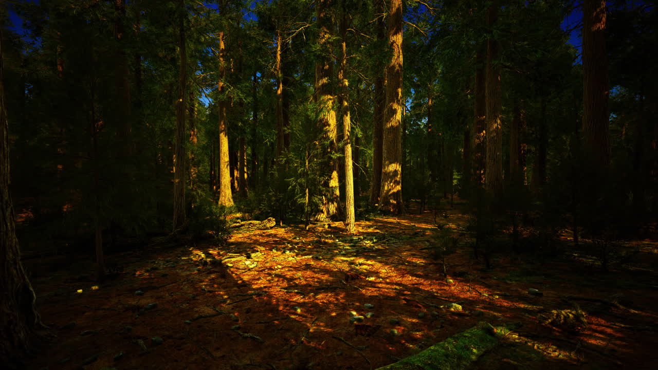 Magici filtri di luce attraversano alberi ad alto fusto in un incantevole scenario boschivo