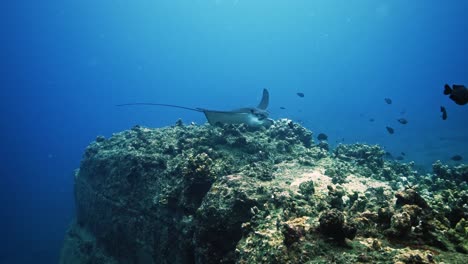 Erstaunlicher-Adlerrochen,-Der-Sanft-Gegen-Die-Meeresströmung-Schwimmt-Und-Hinter-Einem-Bach-Davonflattert