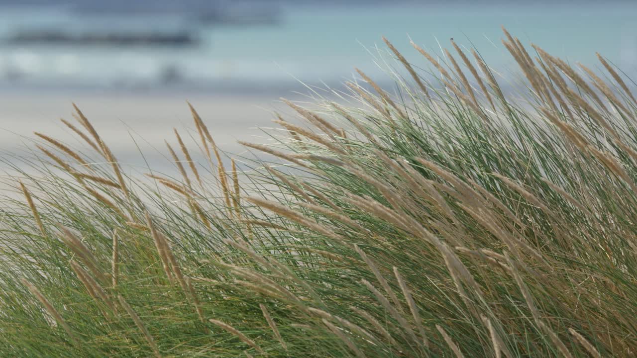 Tall beach grass sways in wind, industrial port visible across sandy coastline, soft daylight