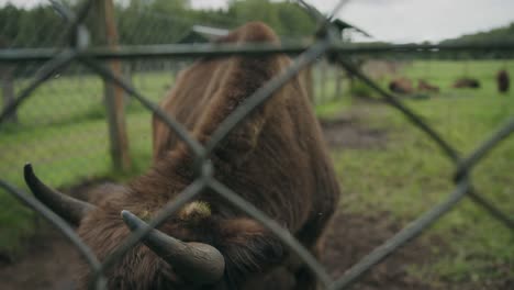 large woodland bison irritated by flies behind wire