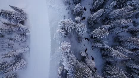 Una-Hermosa-Tarde-De-Invierno-En-El-Bosque-Wasatch