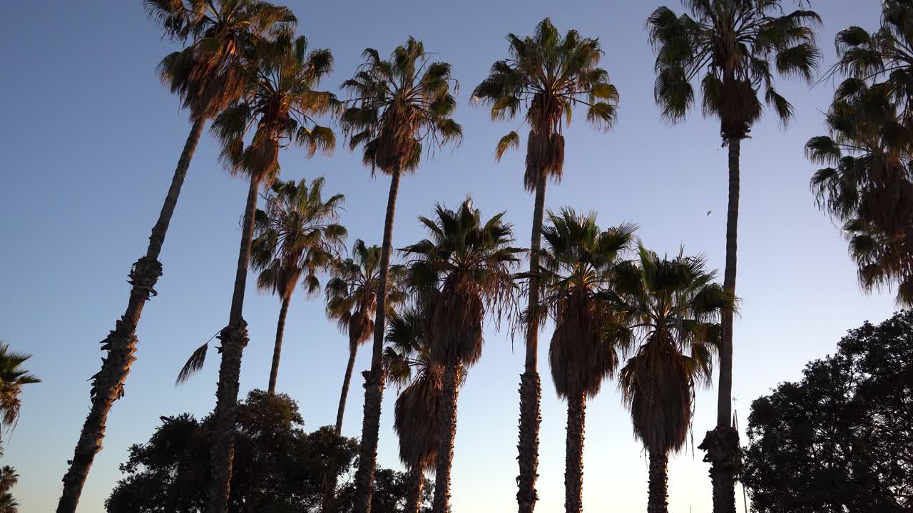 Palme in zona soleggiata