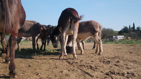 livestock group of donkeys grazing and eating grass on farmstead