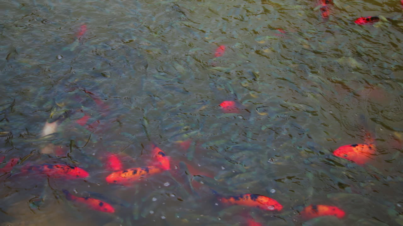 Colorful koi fish swimming in large evening pond at a peaceful Kabini riverside resort