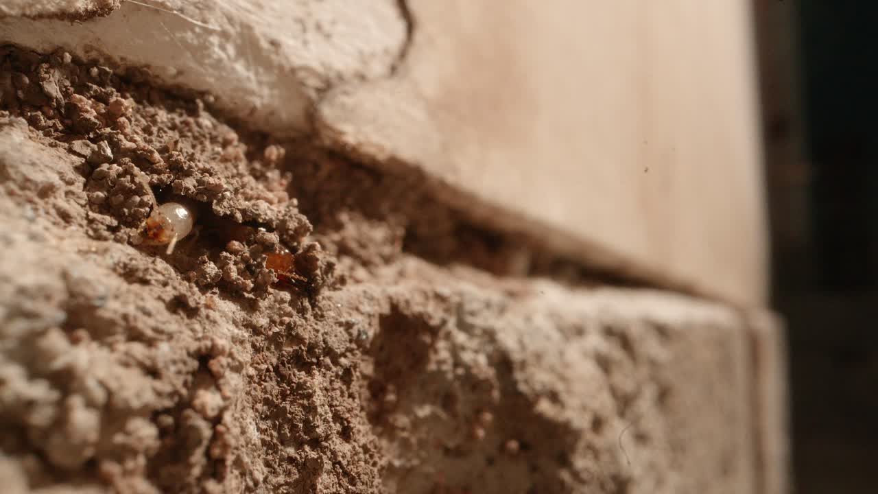 Una termite fa capolino con la testa da una parete di una colonia all'interno delle pareti di un garage di una casa, ripresa con un obiettivo Super Macro, quasi in stile National Geographic