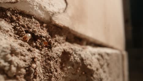 Una-Termita-Asoma-La-Cabeza-Por-La-Pared-De-Una-Colonia-En-Las-Paredes-De-Un-Garaje-En-Una-Toma-Casera-Con-Una-Lente-Supermacro-Casi-Al-Estilo-De-La-Geografía-Nacional