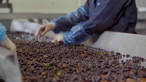 close-up view of three hands removing leaves from red grapes on a sorting table