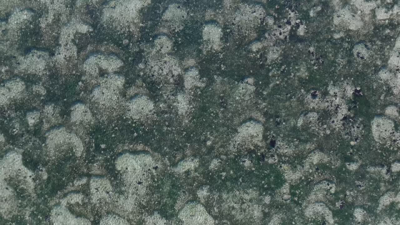 drone de arriba hacia abajo panorámica a lo largo del patrón de arrecife de coral verde en uluwatu bali indonesia