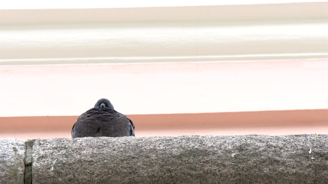 뒷면을 바라보는 새 4k fs700 오디세이 7q