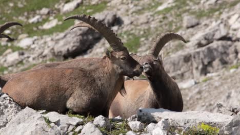 capricorns sitting on a rock enjoying the sun in the austrian alps