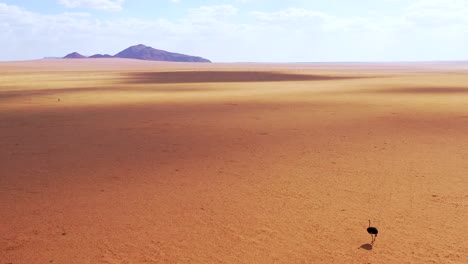 Vista-Aérea-as-a-very-lonely-ostrich-walks-on-the-plains-of-Africa-in-the-Namib-desert-Namibia-6