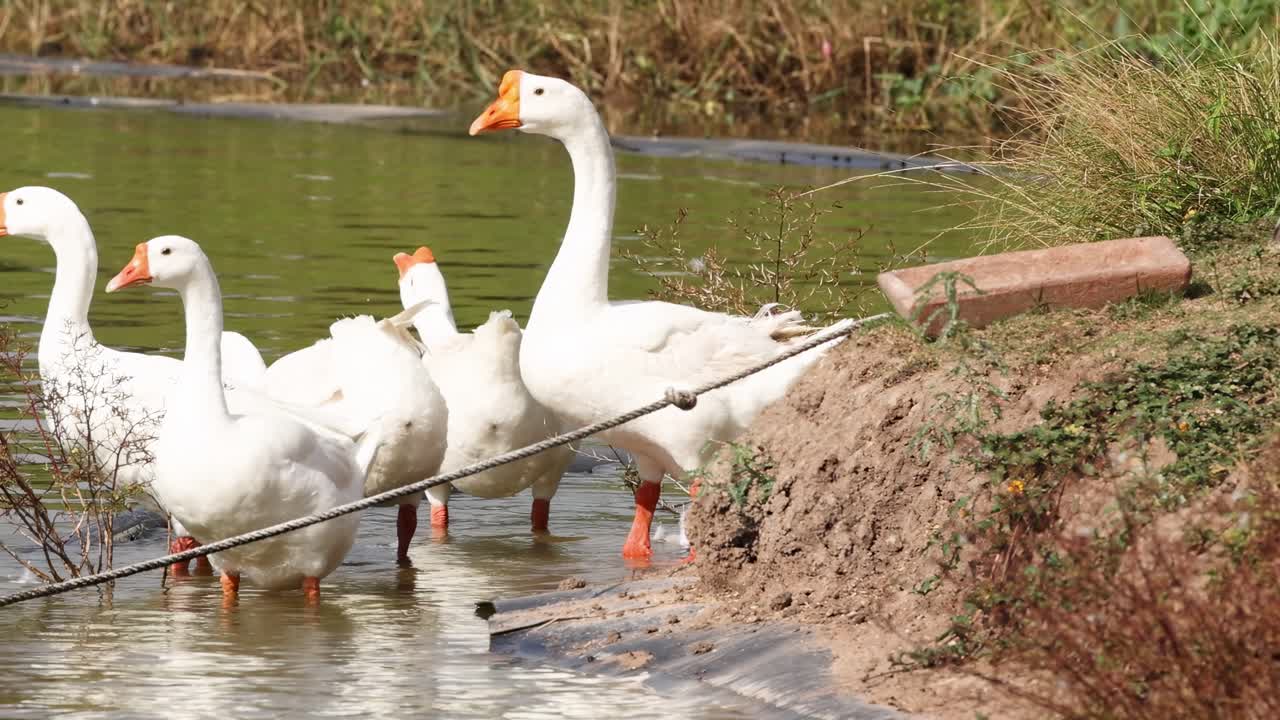 A group of white geese standing and interacting near the water's edge on a grassy bank.