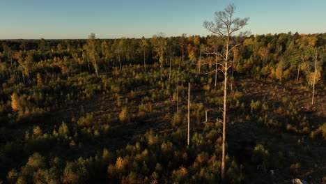 Clearcutting-resilient-natural-forests,-harvested-and-replaced-plants,-ecosystem-services-of-a-healthy-forest,-aerial