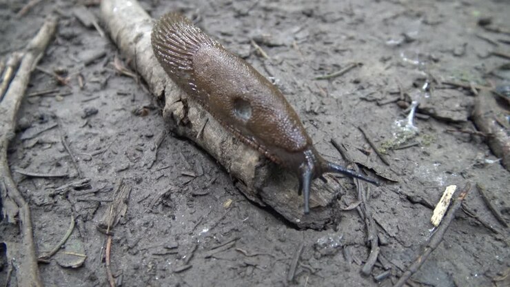 A brown slug crawling along on a stick on the forest ground