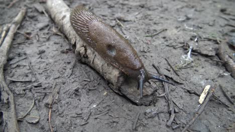 a brown slug crawling along on a stick on the forest ground