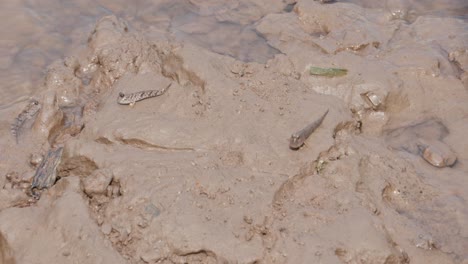 el pez saltador de barro de mekong emerge del agua en la costa fangosa de hai phong, vietnam