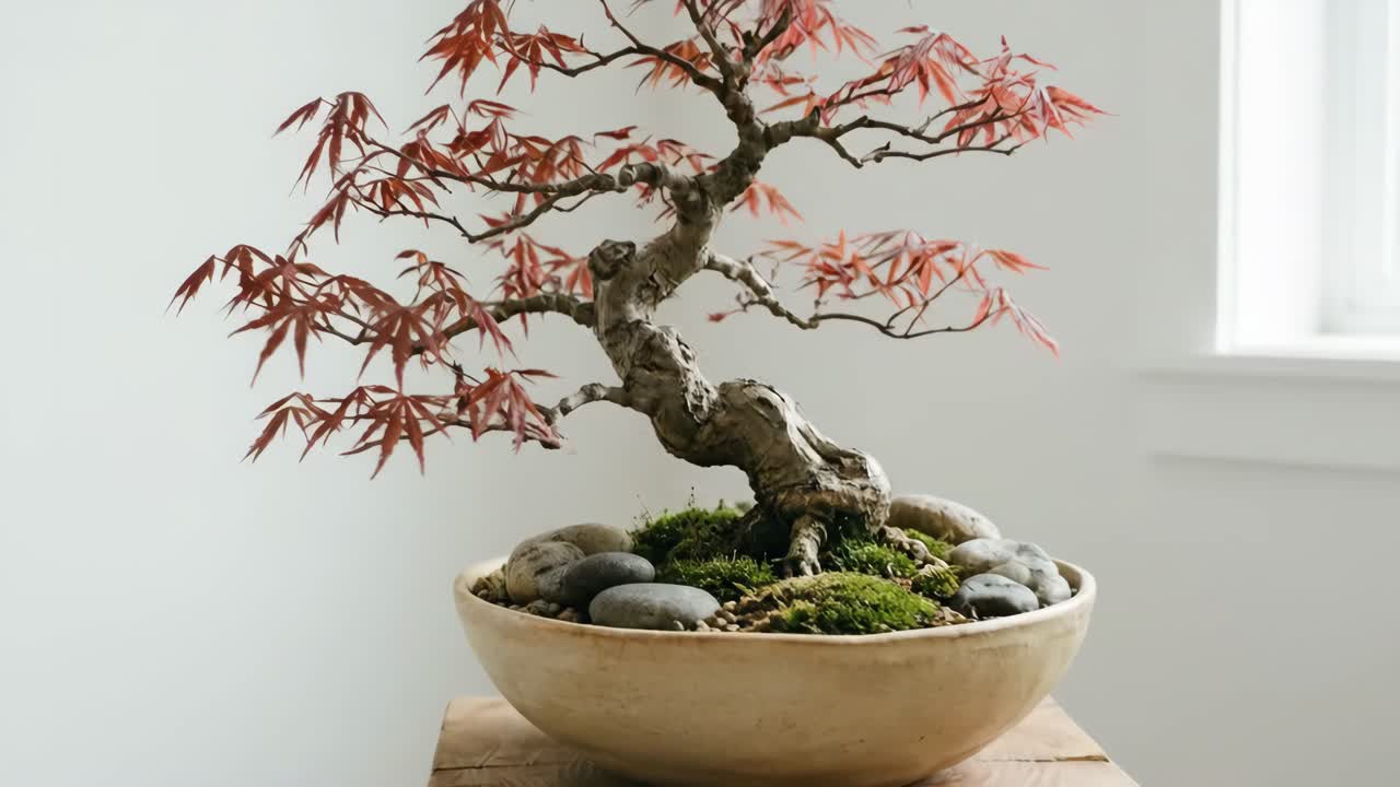 Kırmızı yapraklı Japon akçaağacı bonsai ağacının yakın çekimi