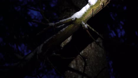 hombre cortando ramitas de un tronco de árbol muerto durante una fría noche de invierno en los alpes franceses