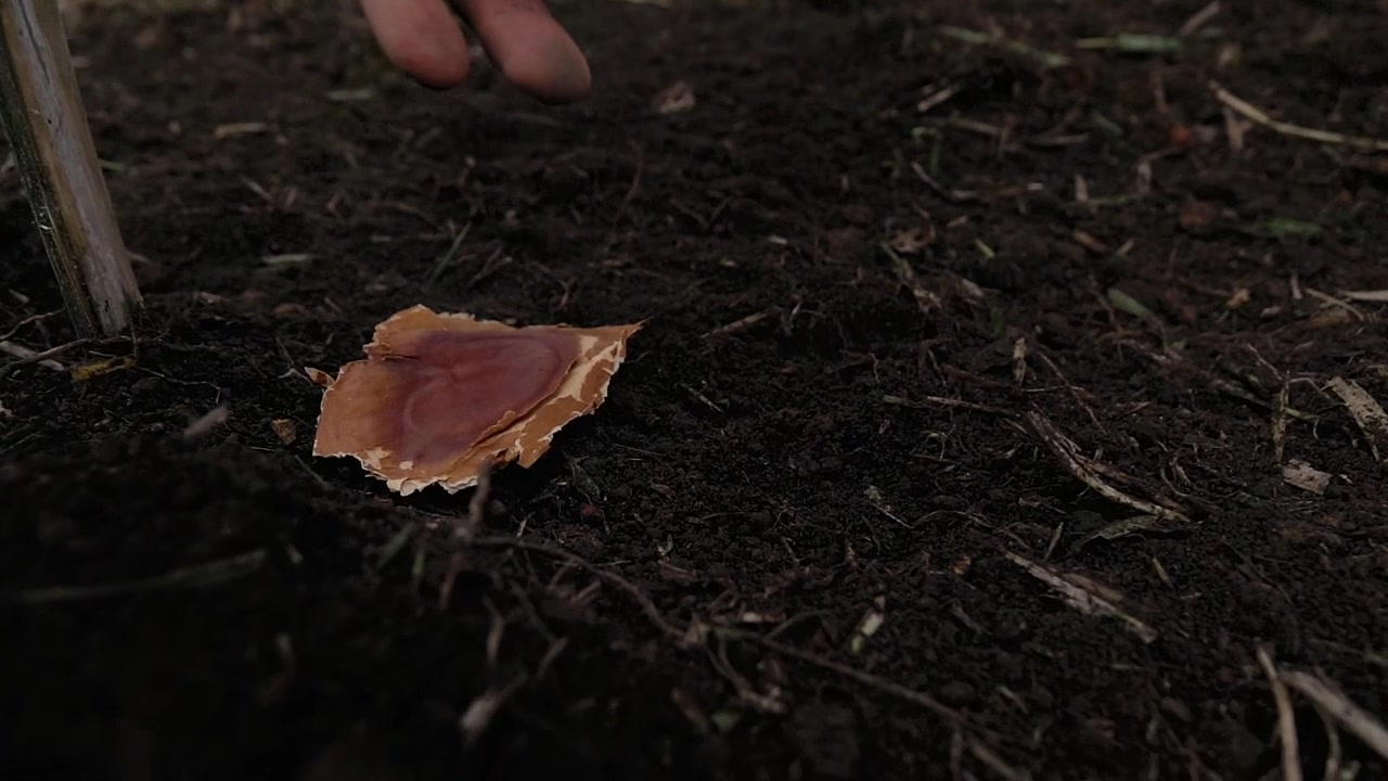Slow motion closeup of a person planting a native tree seed. Concept of reforestation, environmental conservation, and new life in Brazil
