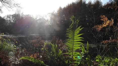 Green-Leaves-Fluttering-In-Wind-Beside-Otterhead-Lake-Surrounded-By-Autumnal-Woodland-Forest