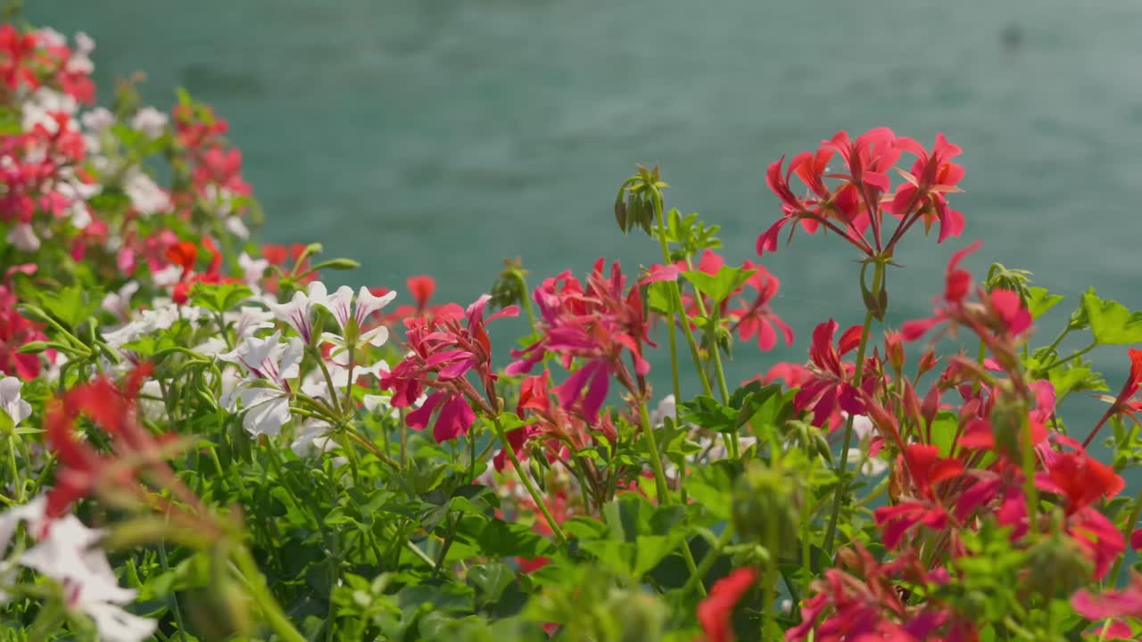 해안선 근처에 꽃이 피는 아이비 게라니움 식물