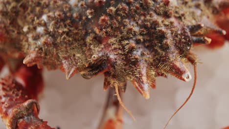 Close-up of a fresh red crab