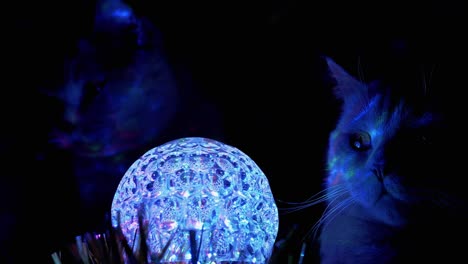 two purebred british domestic cats looks at spinning disco ball in dark. 4k