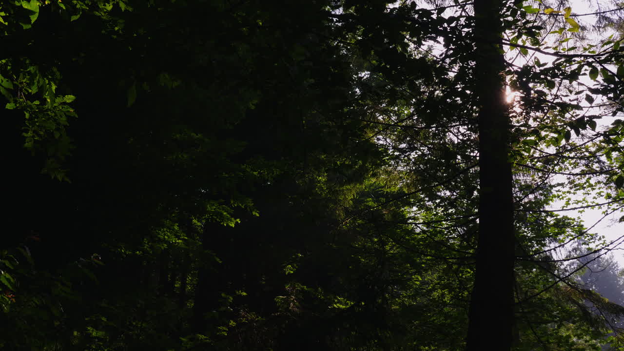 los rayos del sol brillan a través de las ramas de los árboles bosque matutino aire cristalino y luz