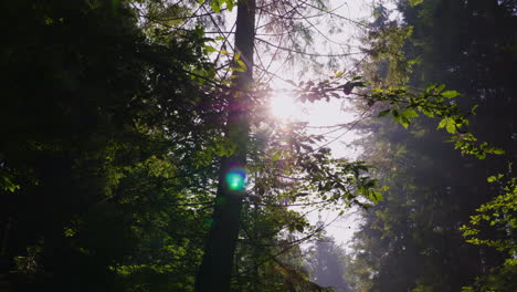 the rays of the sun shine through the branches of the trees morning forest crystal clear air and lig