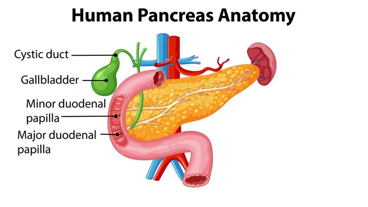 Detailed anatomical illustration of the human pancreas