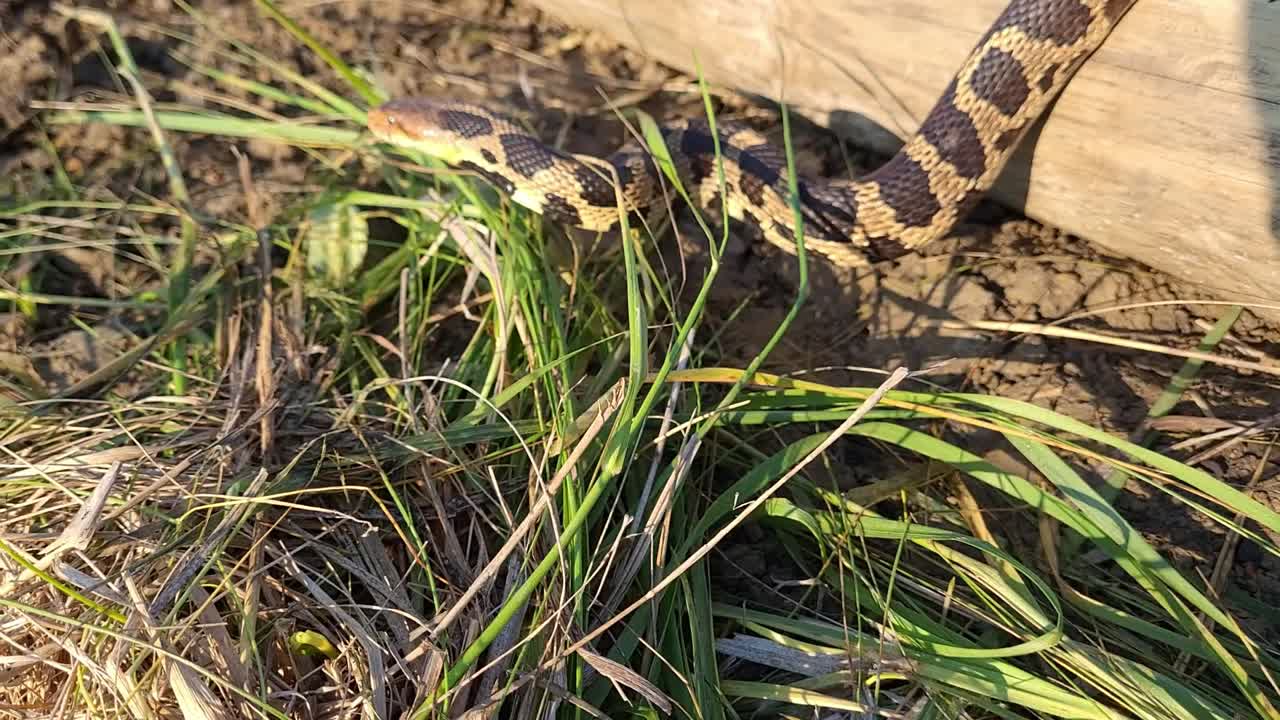 Eastern Fox Snake Creeping Over Fallen Trunk Lying On The Ground On A Sunny Summer Day In Monroe Country, Michigan