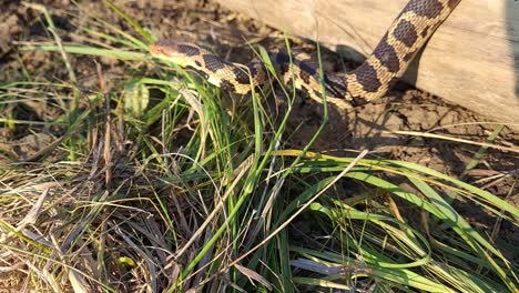 eastern fox snake creeping over fallen trunk lying on the ground on a sunny summer day in monroe country, michigan