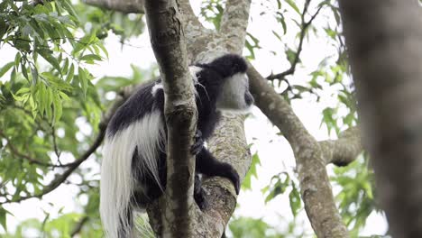 mono colobus negro y blanco en un árbol