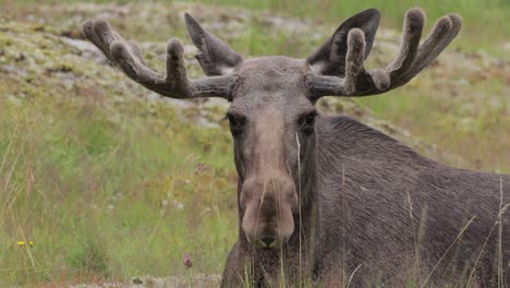 Elch-Oder-Elch-(Alces-Alces)-Im-Grünen-Wald.-Schönes-Tier-Im-Natürlichen-Lebensraum.