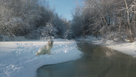 El-Golden-Retriever-Crema-Se-Sienta-Mirando-La-Cámara-Cerca-Del-Arroyo-Congelado