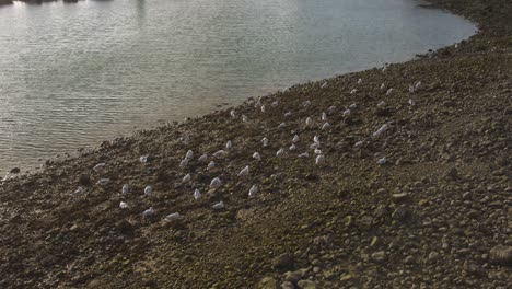 Bandada-De-Gaviotas-Descansando-En-La-Orilla-Rocosa-De-La-Playa