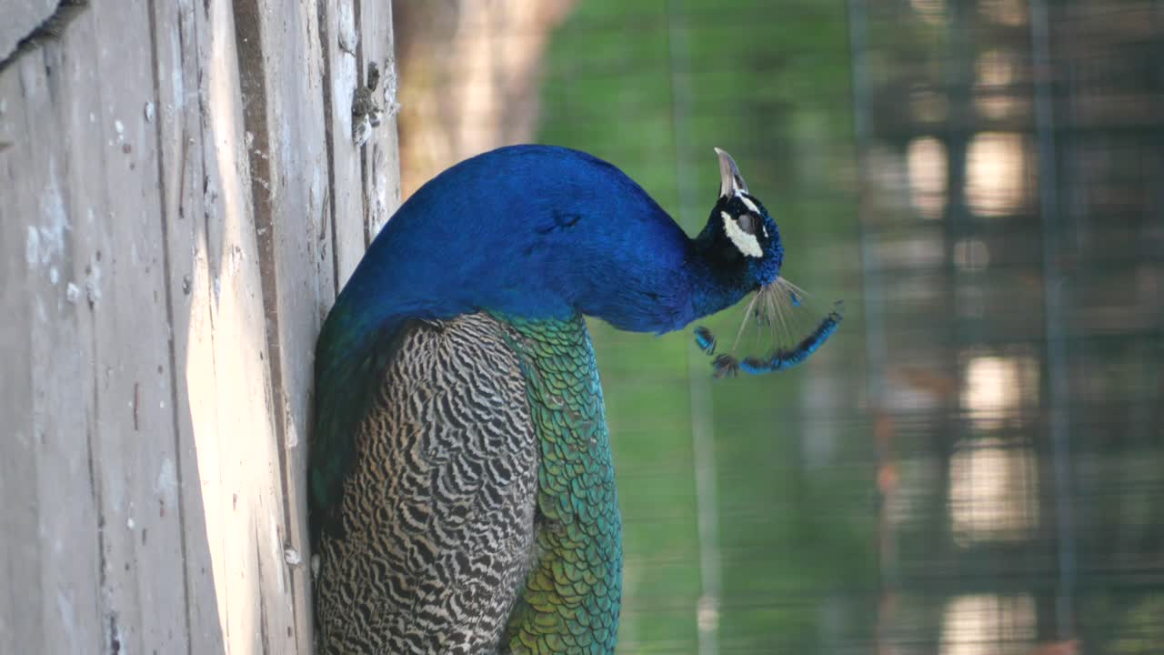 A peacock standing near a wooden structure