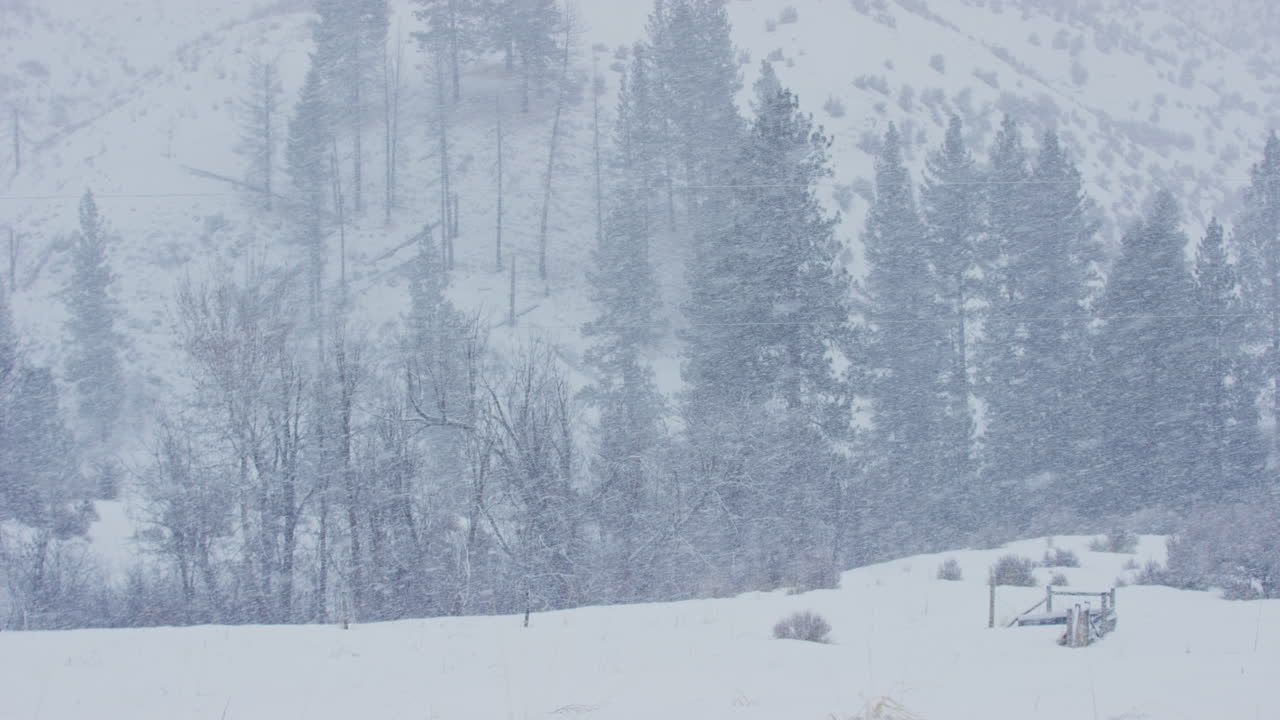 소나무가 있는 시골 농지의 바람에서 옆으로 내리는 눈