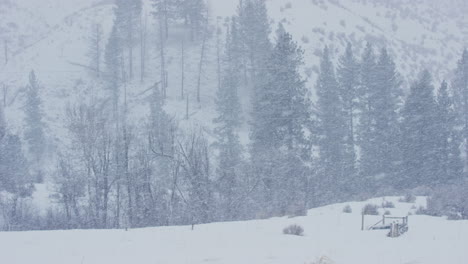 nieve cayendo lateralmente del viento en tierras rurales con pinos