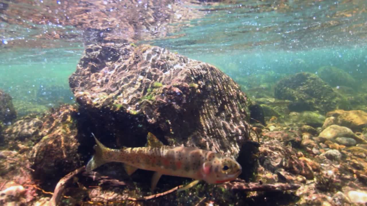 An underwater shot of a small cutthroat trout swimming in a creek