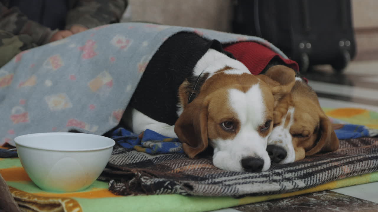 Homeless Beagles