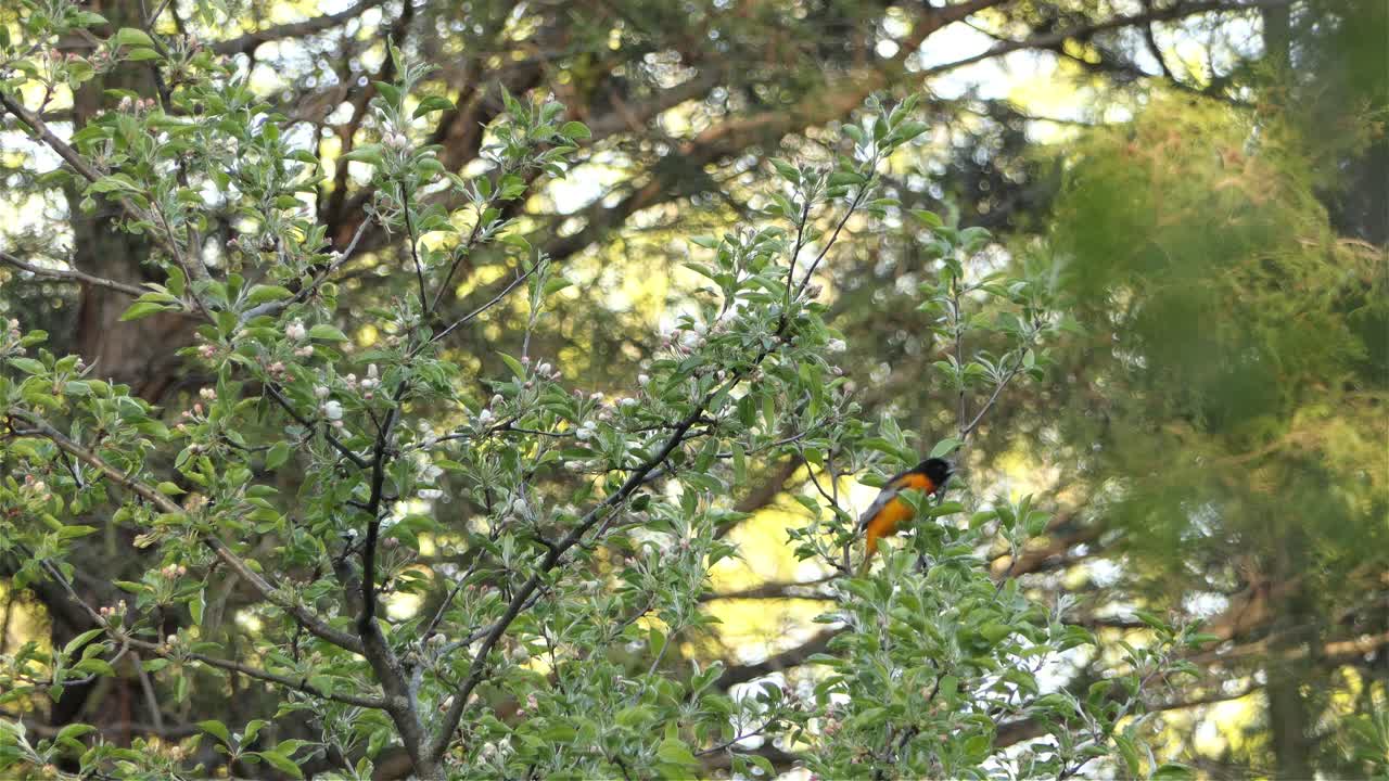 baltimore oriole es un pequeño mirlo ictérico común en maryland, este de américa del norte